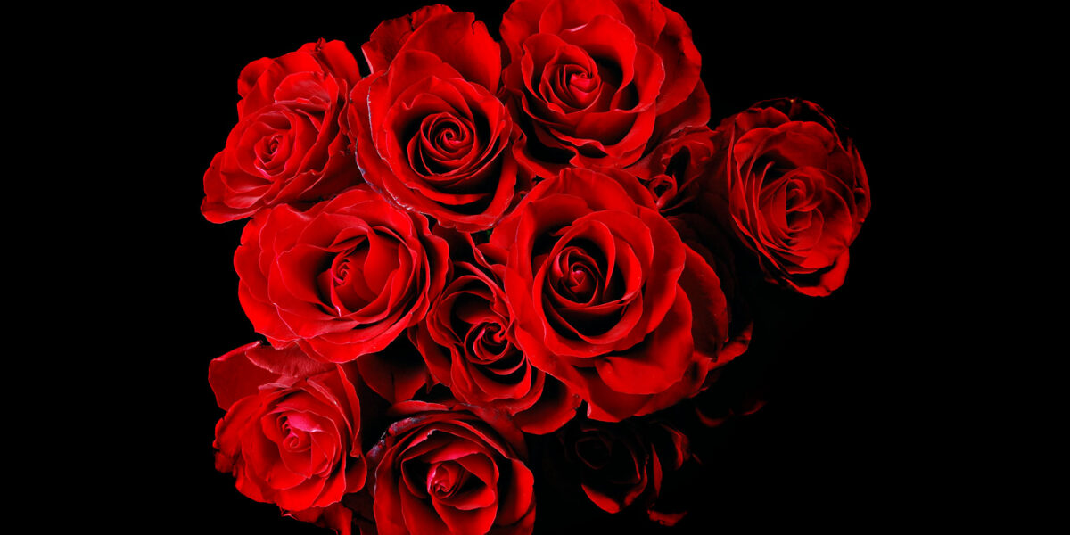 Close-up of vibrant red roses against a black background