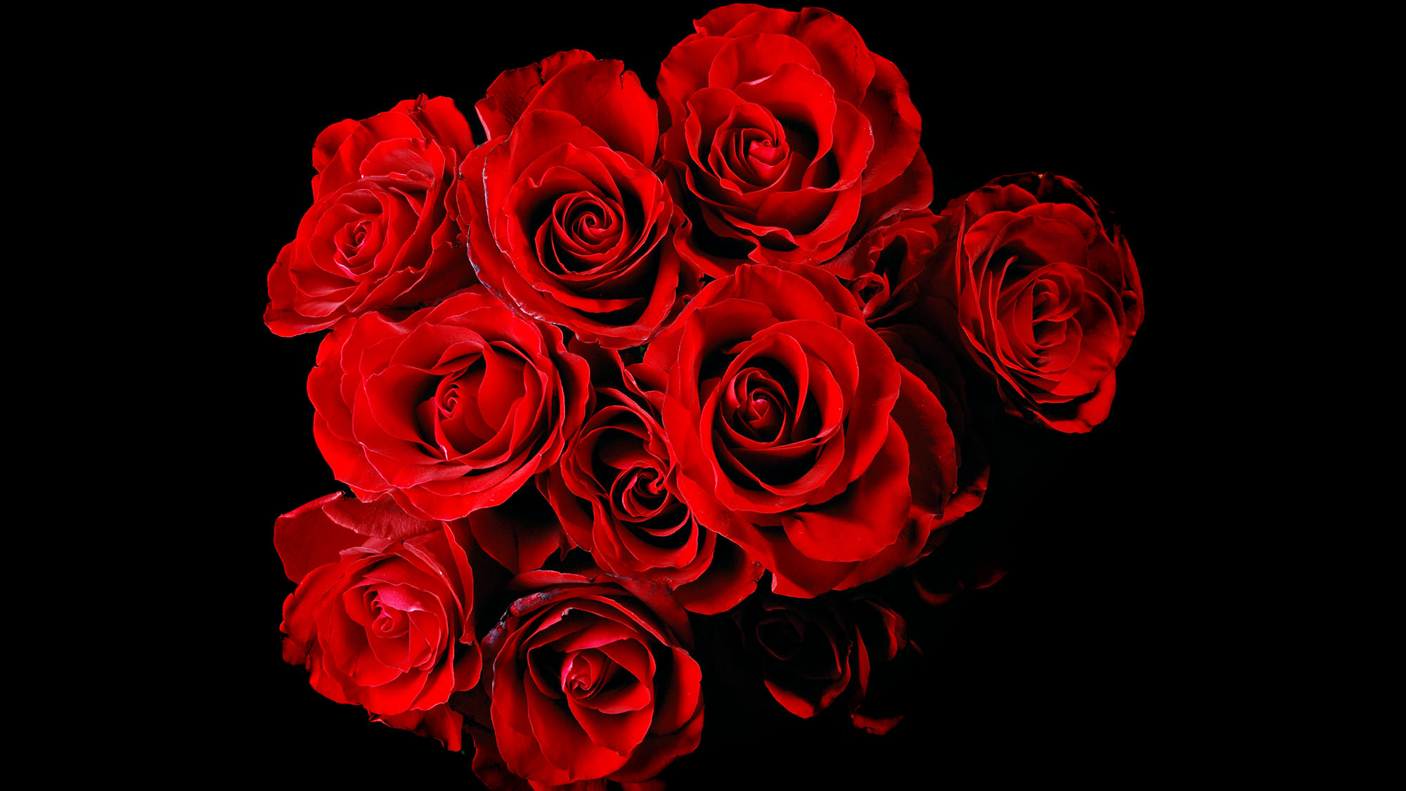 Close-up of vibrant red roses against a black background