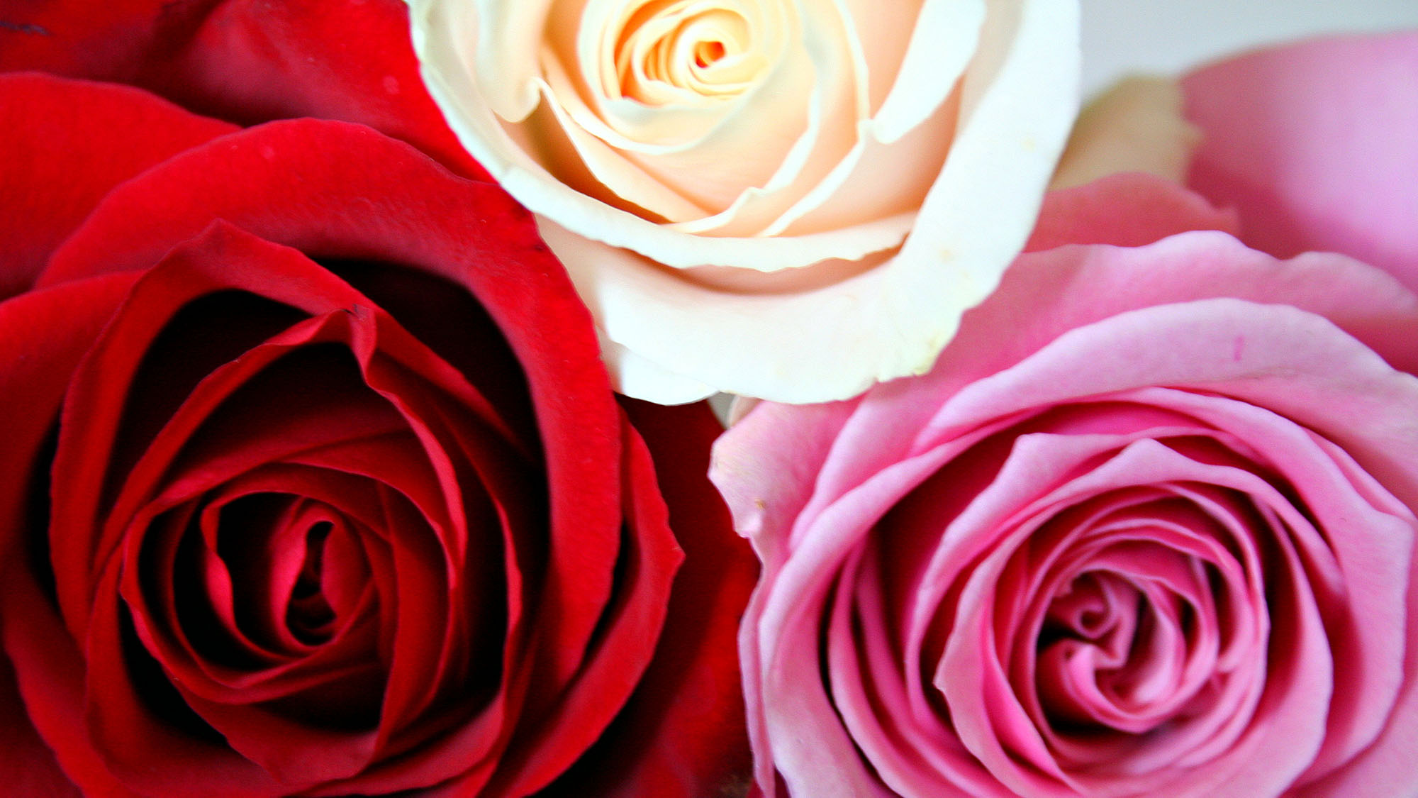 Close-up of red, white, and pink roses