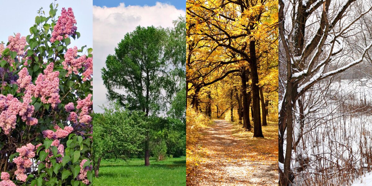 Four seasons depicted with lilacs, green tree, yellow tree and winter tree with snow.