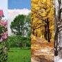 Four seasons depicted with lilacs, green tree, yellow tree and winter tree with snow.